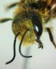 Osmia caerulescens